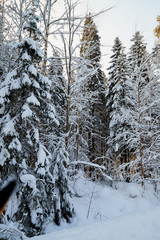 Winter forest and snow covered trees in it in a sunny day