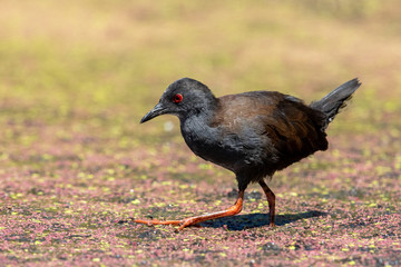 Spotless Crake in New Zealand