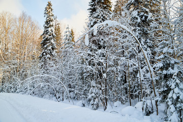 Winter forest and snow covered trees in it in a sunny day