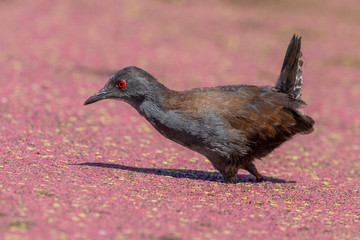 Spotless Crake in New Zealand