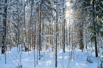 Winter forest and snow covered trees in it in a sunny day