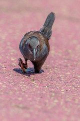 Spotless Crake in New Zealand