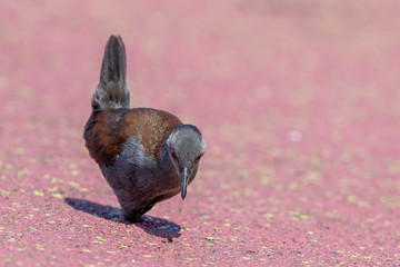 Spotless Crake in New Zealand