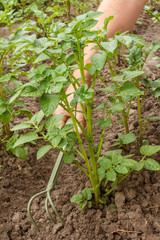 Young tomato bush growing in the garden.