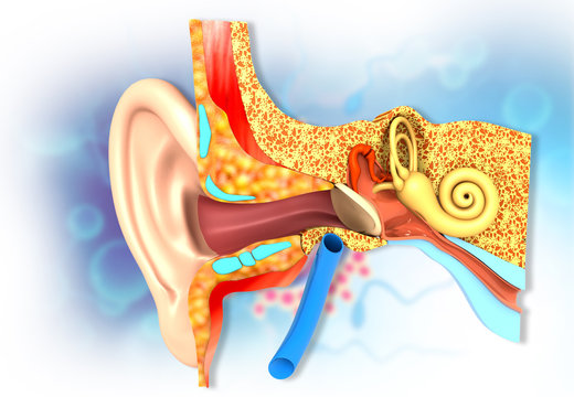 Human ear cross section anatomy. 3d illustration.