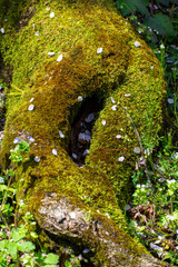 苔の生えた根の上に落ちた桜の花びら