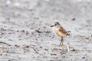 Endemic Dotterel of New Zealand