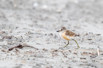 Endemic Dotterel of New Zealand