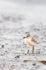 Endemic Dotterel of New Zealand