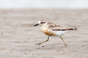 Endemic Dotterel of New Zealand