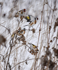 bird on a branch