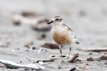 Endemic Dotterel of New Zealand