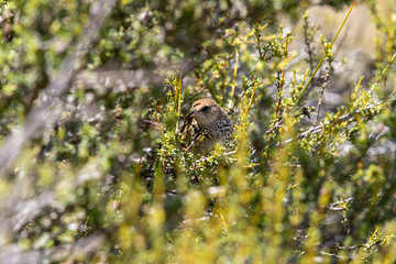 North Island Fernbird in New Zealand