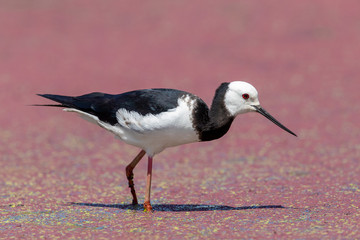 Pied Stilt in New Zealand