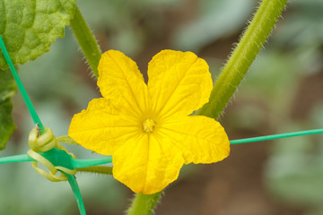 Young cucumber with flower growing on bush