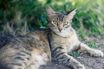 Fototapeta premium Beautiful cute cat with green eyes.
