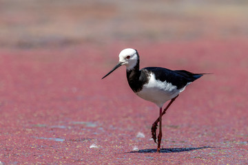 Pied Stilt in New Zealand