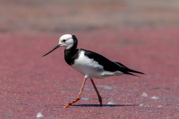 Pied Stilt in New Zealand