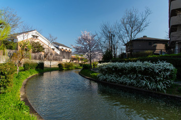 Fototapeta na wymiar カーブする運河と桜の花