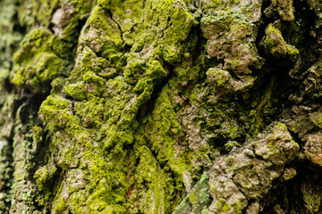 Bark of an old tree
