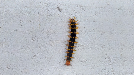 caterpillar on leaf