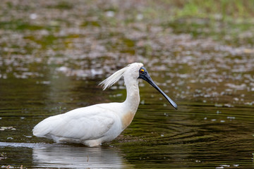 Royal Spoonbill in New Zealand