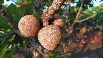 Sapote or sapodilla or manilkara zapota in a tree on plantation