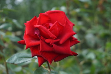 one red rose blooms