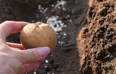 sapling a potato tuber in a girl in a hand planted in a furrow