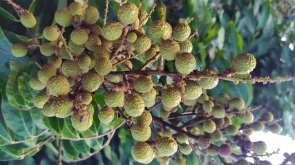 Kelengkeng or longan fruit on a tree on plantations