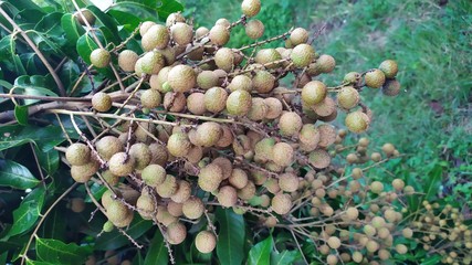 Kelengkeng or longan fruit on a tree on plantations