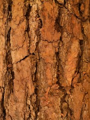 texture of bark of a tree