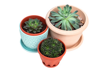 Green succulents in pots, live indoor plants isolated on white background