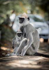 Mother monkey holding here baby monkey. Baby monkey, black monkey 