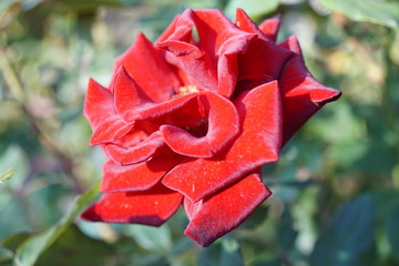 Fototapeta na wymiar velvet red rose