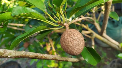 Sapote or sapodilla or manilkara zapota in a tree on plantation