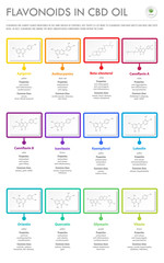 Flavonoids in CBD Oil with Structural Formulas vertical business infographic illustration about cannabis as herbal alternative medicine and chemical therapy, healthcare and medical science vector.