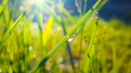Fototapeta premium grass with water drops