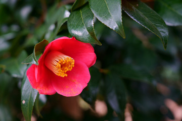 椿の赤い花が咲く