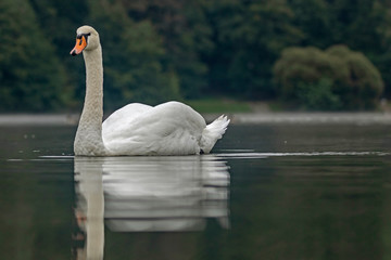The mute swan (Cygnus olor) is a species of swan and a member of the waterfowl family Anatidae.