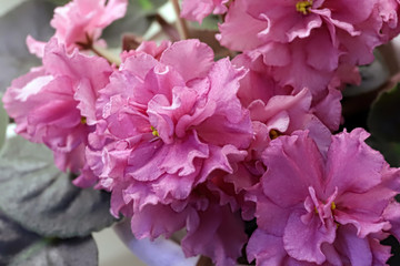 Beautiful Saintpaulia or Uzumbar violet. Pink indoor flowers close-up. Natural floral background.