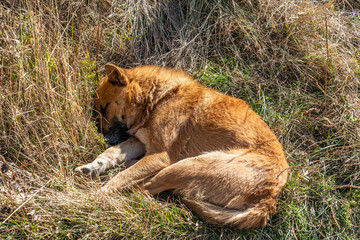 A little dog sleeping on the grass