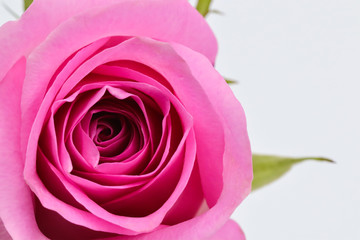pink rose isolated on white background