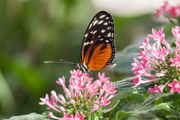 Schmetterling in der Natur, Nahaufnahme
