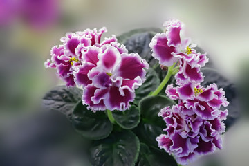Fototapeta premium Beautiful Saintpaulia or Uzumbar violet. Pink indoor flowers close-up. Natural floral background.