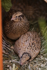 Wachteln halten und pflegen, kleinste Hühnervögel
