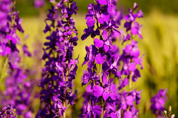 Fototapeta premium Flowering field, wildflowers close-up