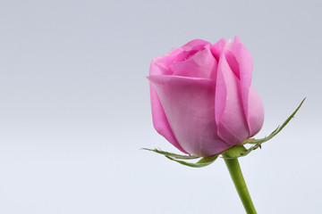 pink rose isolated on white background