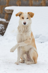 red dog sits on the snow