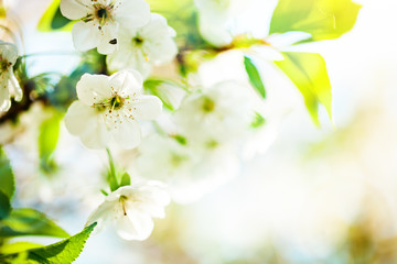 Pink flowers blooming peach tree at spring. Spring blooming, Abstract background. Banner. Selective focus.